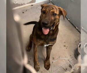 Plott Hound-Unknown Mix Dogs for adoption in Tavares, FL, USA