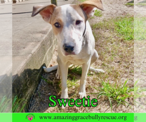 Mutt Dogs for adoption in Pensacola, FL, USA