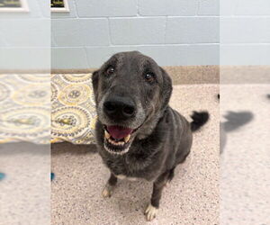 Labrenees Dogs for adoption in Brighton, CO, USA