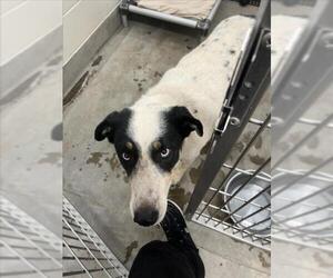 Border Collie-Siberian Husky Mix Dogs for adoption in Jackson, CA, USA