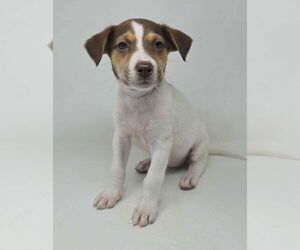 Borador Dogs for adoption in Brewster, NY, USA