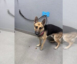German Shepherd Dog-Unknown Mix Dogs for adoption in Las Vegas, NV, USA