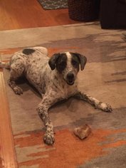Catahoula Leopard Dog-Unknown Mix Dogs for adoption in belgium, WI, USA