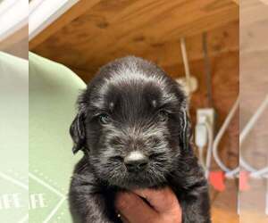 Golden Retriever-Unknown Mix Dogs for adoption in Bolivar, MO, USA