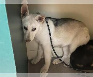 Siberian Husky-Unknown Mix Dogs for adoption in Pasadena, CA, USA