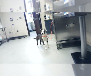 Mutt Dogs for adoption in Fayetteville, NC, USA