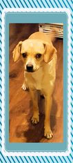 Puggle Dogs for adoption in Genoa City, WI, USA