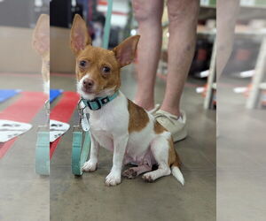 Jack Chi Dogs for adoption in Holly Springs, NC, USA