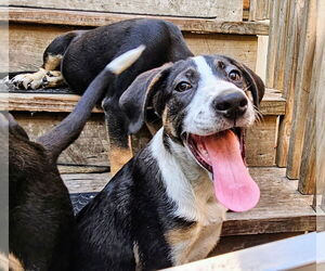 Catahoula Leopard Dog-Unknown Mix Dogs for adoption in Chicago, IL, USA