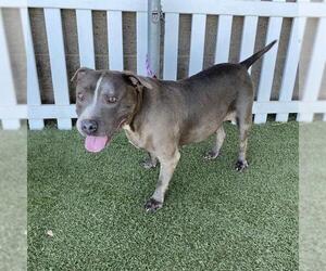 American Pit Bull Terrier-Unknown Mix Dogs for adoption in Modesto, CA, USA