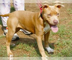 American Staffordshire Terrier Dogs for adoption in Tallahassee, FL, USA