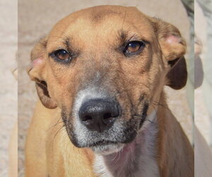 Medium Photo #1 Black Mouth Cur-German Shepherd Dog Mix Puppy For Sale in Huntley, IL, USA