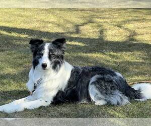 Border Collie Dogs for adoption in Highland, IL, USA