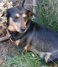 Chiweenie Dogs for adoption in Anderson, SC, USA