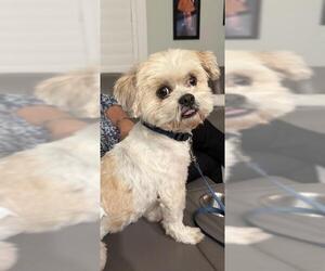 Shih Tzu Dogs for adoption in Plantation, FL, USA