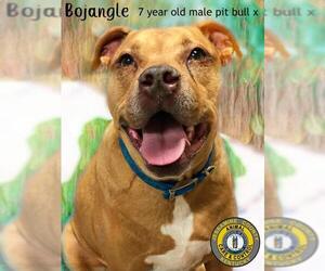 Bullboxer Pit Dogs for adoption in Nicholasville, KY, USA