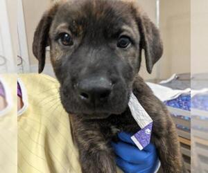 Labrador Retriever Dogs for adoption in Tempe, AZ, USA