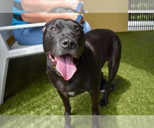 American Pit Bull Terrier-Unknown Mix Dogs for adoption in West Palm Beach, FL, USA