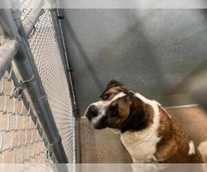 Saint Bernard Dogs for adoption in HESPERIA, CA, USA
