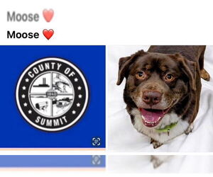 Australian Shepherd-Unknown Mix Dogs for adoption in Akron, OH, USA