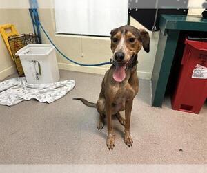 English Coonhound Dogs for adoption in Pasadena, CA, USA