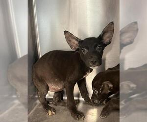 American Pit Bull Terrier-German Shepherd Dog Mix Dogs for adoption in Tallahassee, FL, USA