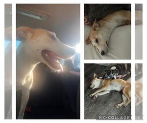 Mutt Dogs for adoption in San Antonio, TX, USA