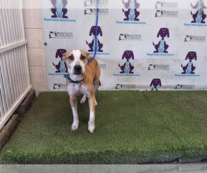 Mutt Dogs for adoption in Orlando, FL, USA