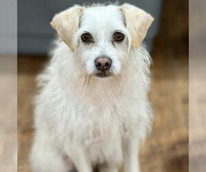 Mutt Dogs for adoption in Cranford, NJ, USA