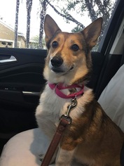Pembroke Welsh Corgi Dogs for adoption in Valrico, FL, USA