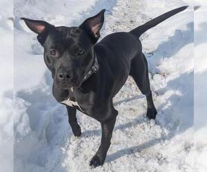 Mutt Dogs for adoption in Akron, OH, USA