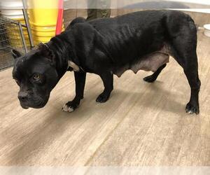 American Staffordshire Terrier-Boxer Mix Dogs for adoption in Pasadena, CA, USA