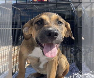 American Pit Bull Terrier-Unknown Mix Dogs for adoption in Bolivar, MO, USA