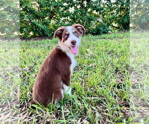 Australian Shepherd-Unknown Mix Dogs for adoption in Tampa, FL, USA