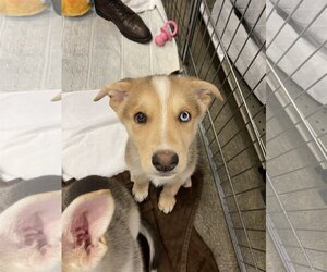 German Shepherd Dog-Huskies  Mix Dogs for adoption in Davis, CA, USA