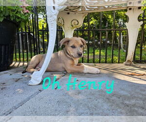 Mutt Dogs for adoption in Sterling, MA, USA