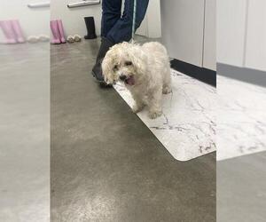 Lhasa Apso Dogs for adoption in Rosenberg, TX, USA