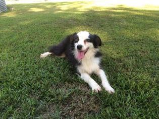 Australian Shepherd Dogs for adoption in Cochran, GA, USA