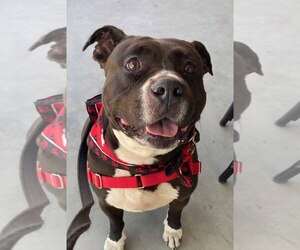 American Pit Bull Terrier Dogs for adoption in Hillsboro, NH, USA