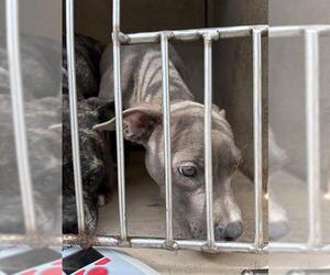 American Pit Bull Terrier-Unknown Mix Dogs for adoption in Oklahoma City, OK, USA