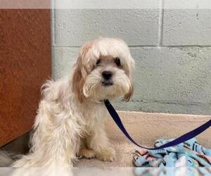 Lhasa-Poo Dogs for adoption in Rancho Cucamonga, CA, USA