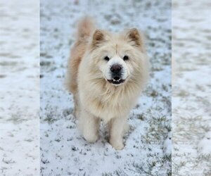 Chow Chow Dogs for adoption in St. Louis Park, MN, USA