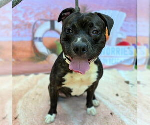 Bull Terrier-Staffordshire Bull Terrier Mix Dogs for adoption in Long Beach, CA, USA