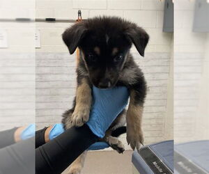 German Shepherd Dog-Unknown Mix Dogs for adoption in San Bernardino, CA, USA