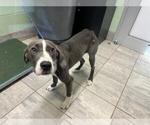 Blue Lacy Dogs for adoption in Grand Prairie, TX, USA
