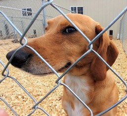 Medium Photo #1 Dachshund Puppy For Sale in Lewisburg, TN, USA