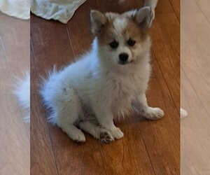 Pomeranian Dogs for adoption in Vernon, IN, USA