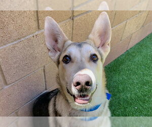 German Shepherd Dog-Unknown Mix Dogs for adoption in Moreno Valley, CA, USA