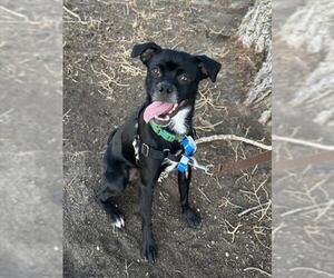 Chug Dogs for adoption in Fort Collins, CO, USA