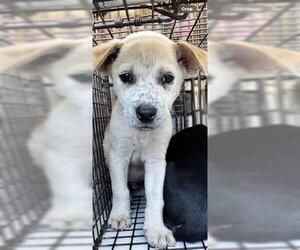 German Shepherd Dog-Unknown Mix Dogs for adoption in Houston, TX, USA